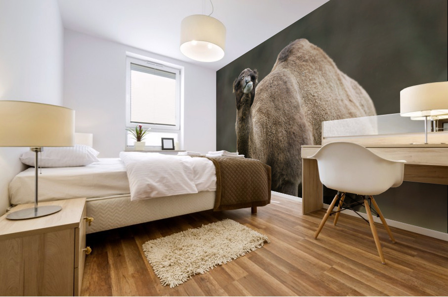 Camel Mural print