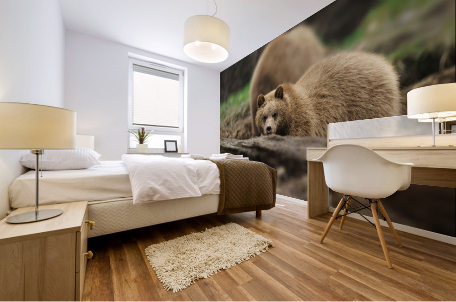 Grizzly Bear Mural print