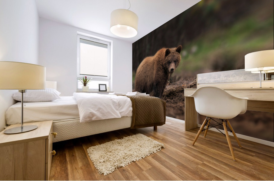Grizzly Bear Mural print