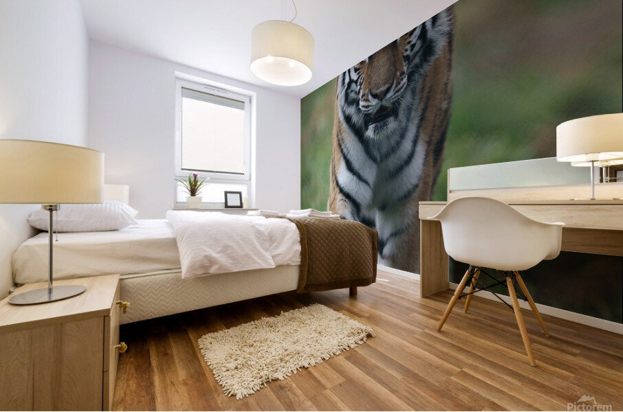 Siberian Tiger Mural print