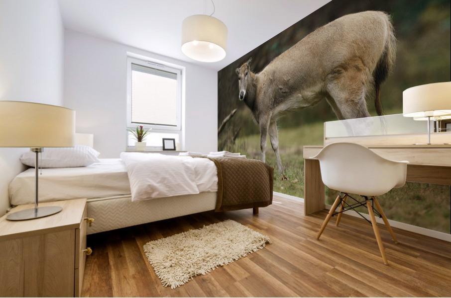 Reindeer Mural print