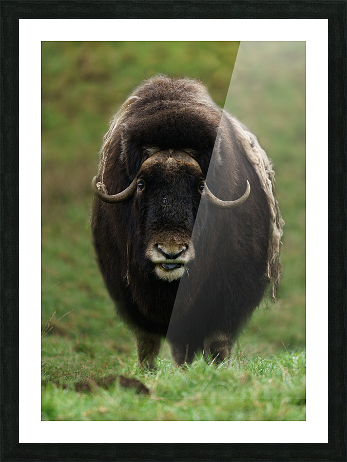 Muskox Picture Frame print