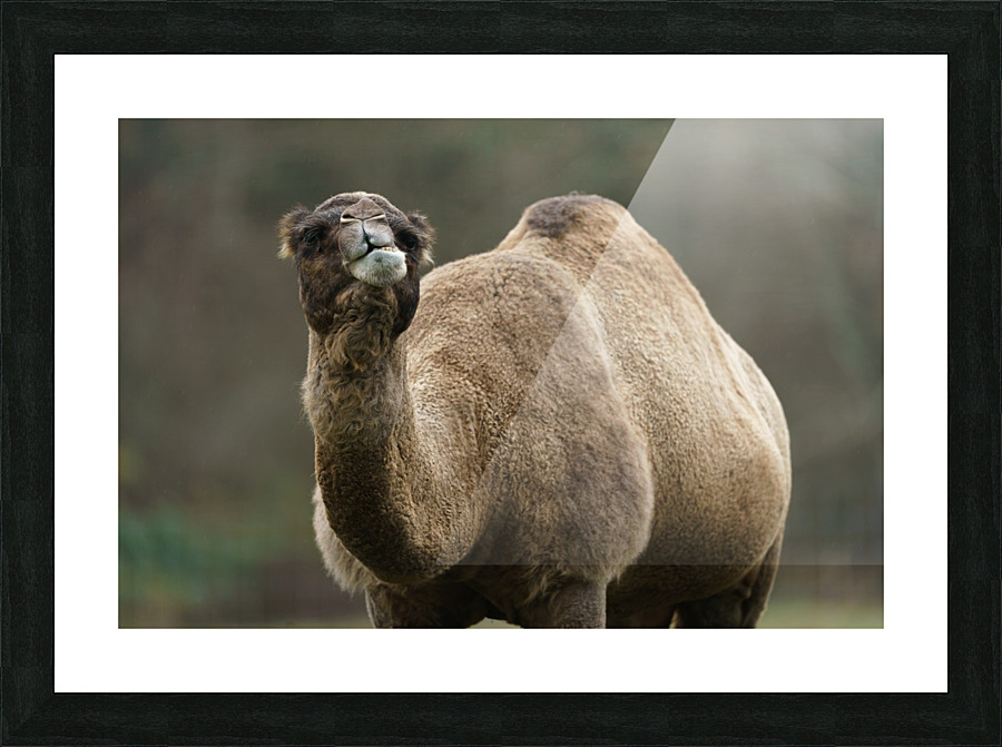 Camel Picture Frame print