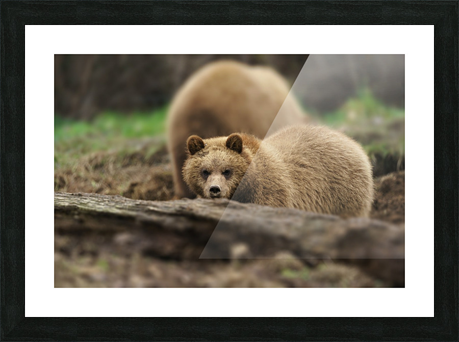 Grizzly Bear Picture Frame print