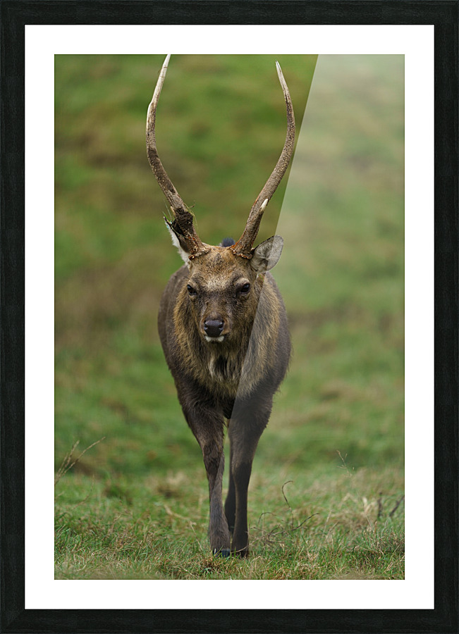Deer Picture Frame print