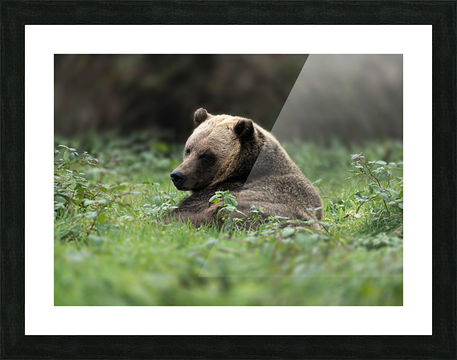 Grizzly Bear Picture Frame print