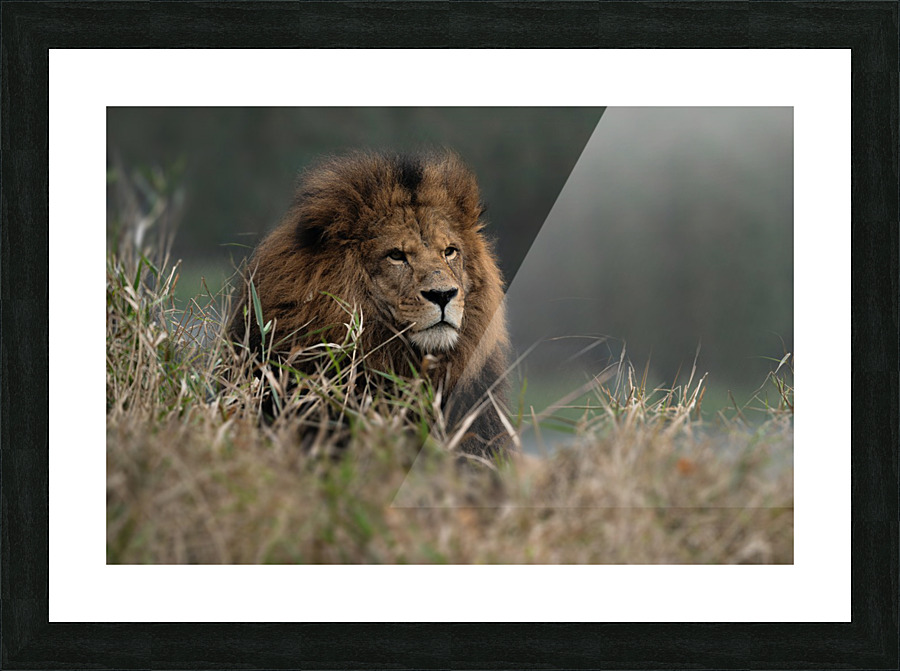 Lion Picture Frame print