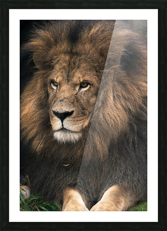 Lion Picture Frame print