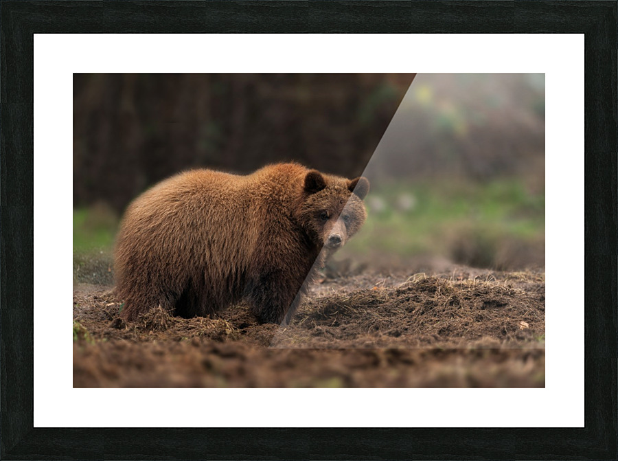 Grizzly Bear Picture Frame print