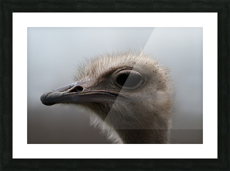 Ostrich Picture Frame print