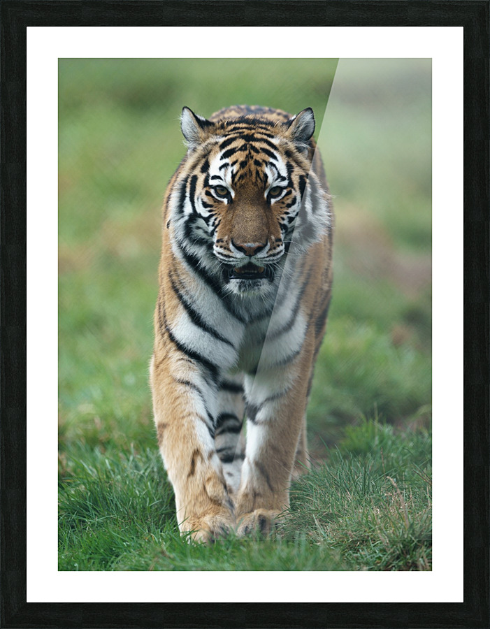 Siberian Tiger Picture Frame print
