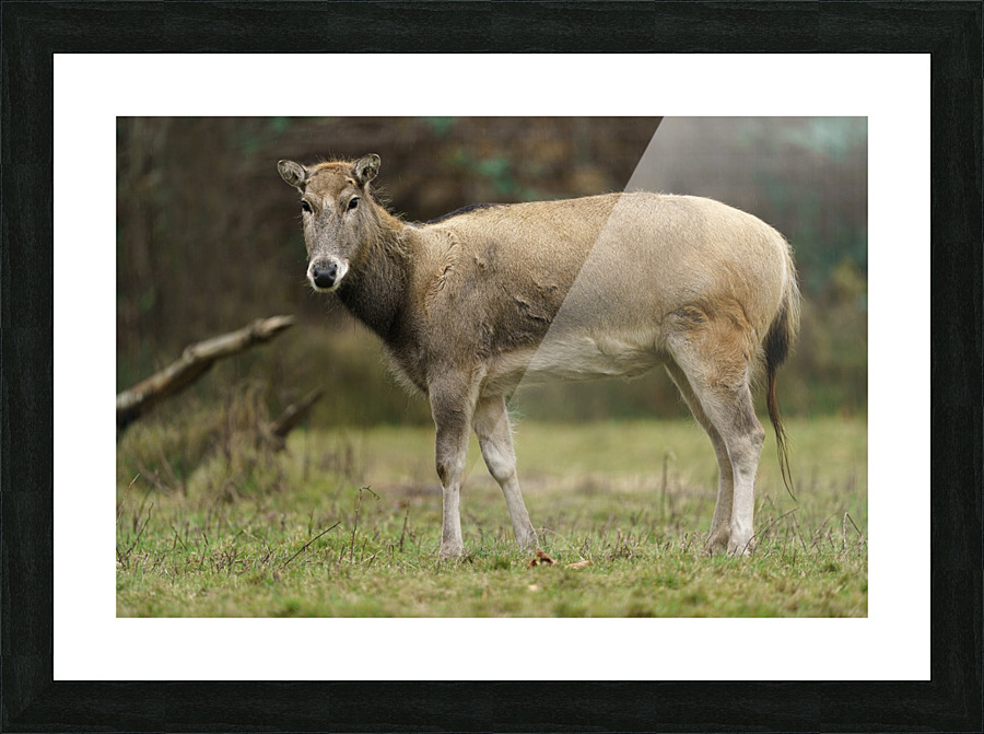 Reindeer Picture Frame print