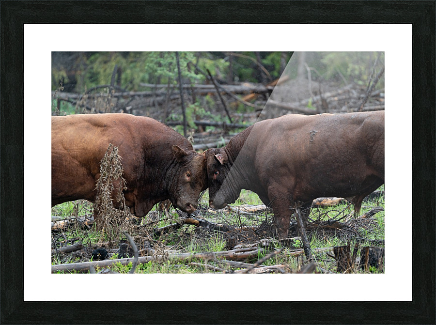 Bulls Picture Frame print