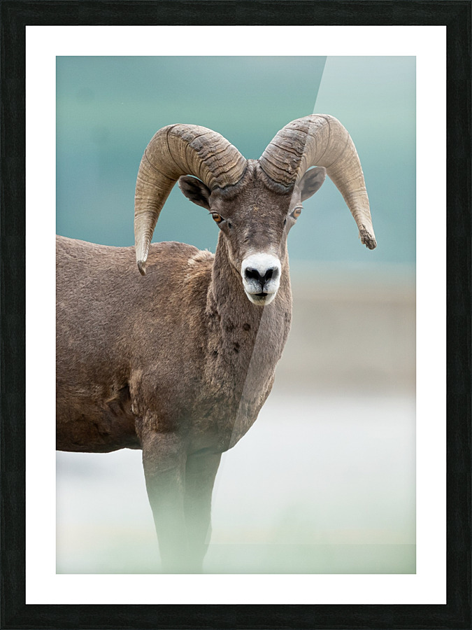 Bighorn Sheep Picture Frame print