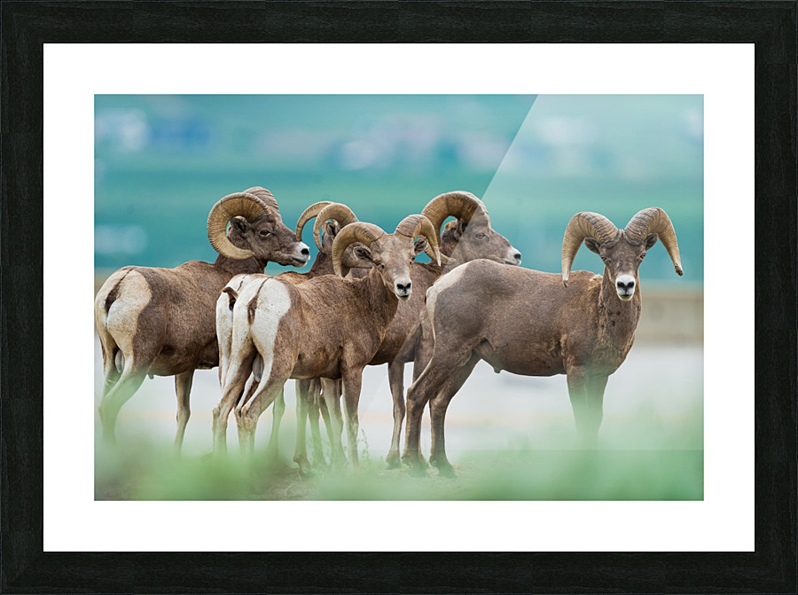 Bighorn Sheep Picture Frame print