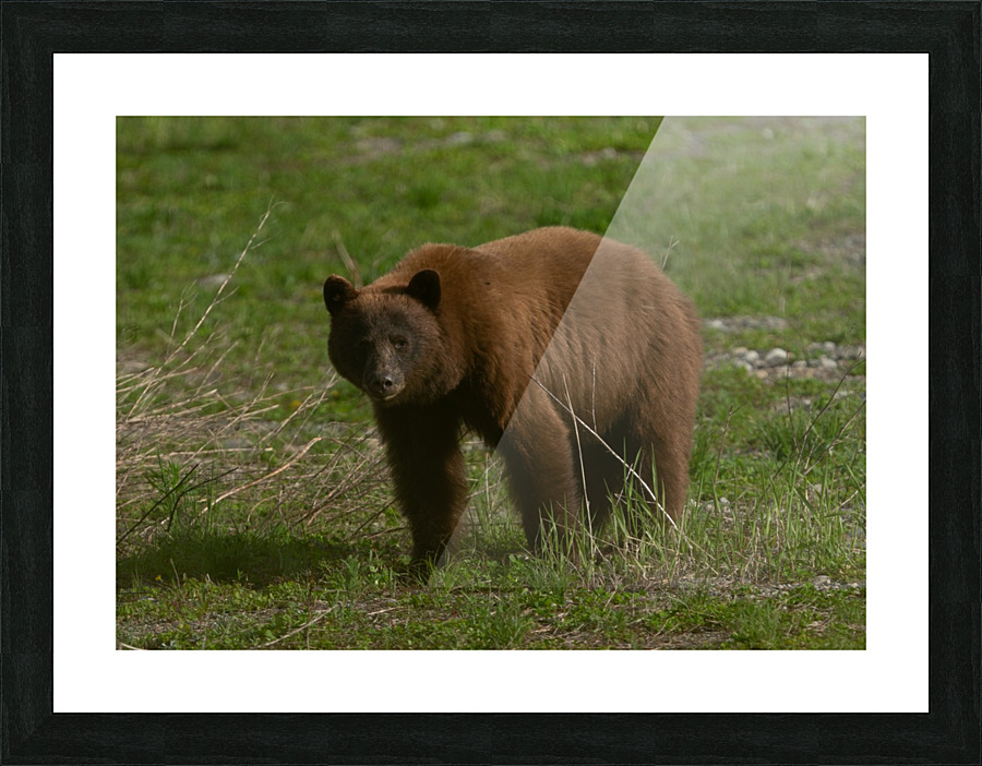 Cinnamon Black Bear Picture Frame print