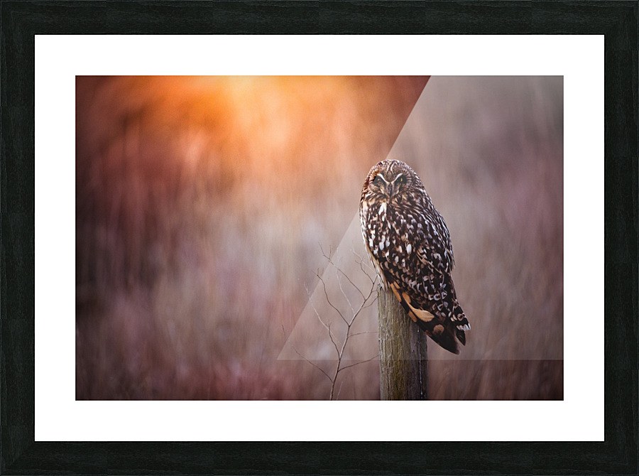 OWL Picture Frame print