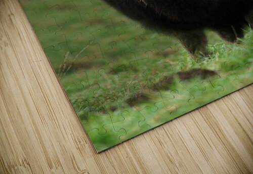 Muskox Wesley Allen Shaw puzzle