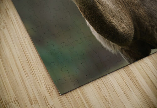 Camel Wesley Allen Shaw puzzle