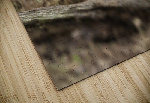 Grizzly Bear Wesley Allen Shaw puzzle