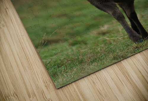 Deer Wesley Allen Shaw puzzle