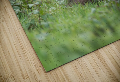 Grizzly Bear Wesley Allen Shaw puzzle