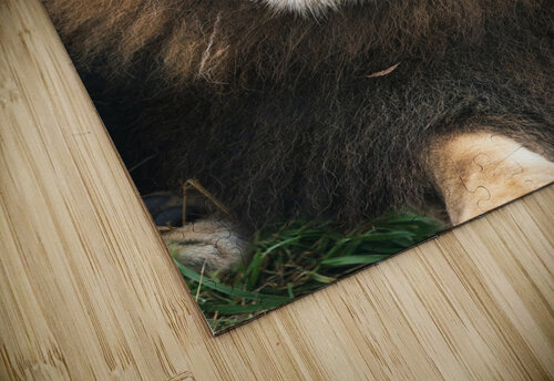 Lion Wesley Allen Shaw puzzle