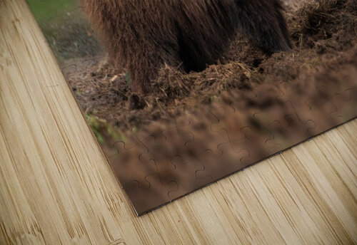 Grizzly Bear Wesley Allen Shaw puzzle