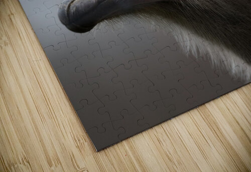 Ostrich Wesley Allen Shaw puzzle