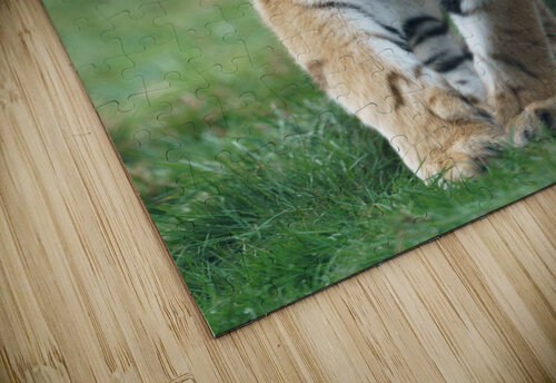 Siberian Tiger Wesley Allen Shaw puzzle