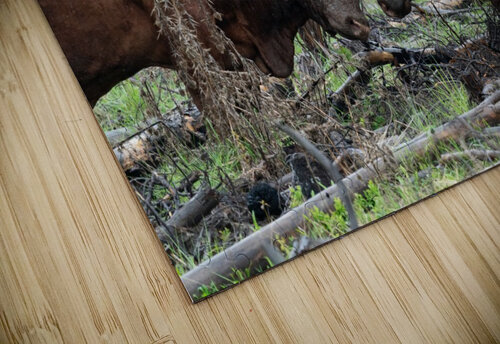 Bulls Wesley Allen Shaw puzzle