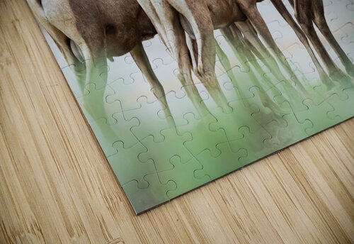 Bighorn Sheep Wesley Allen Shaw puzzle