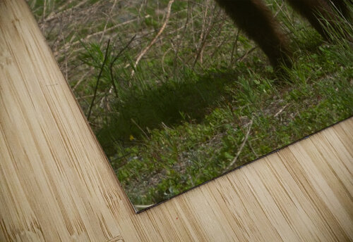 Cinnamon Black Bear Wesley Allen Shaw puzzle