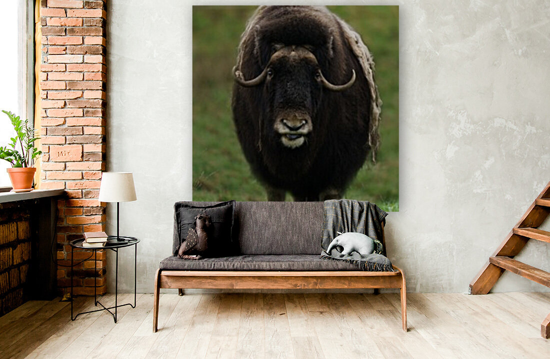 Muskox Reproduction