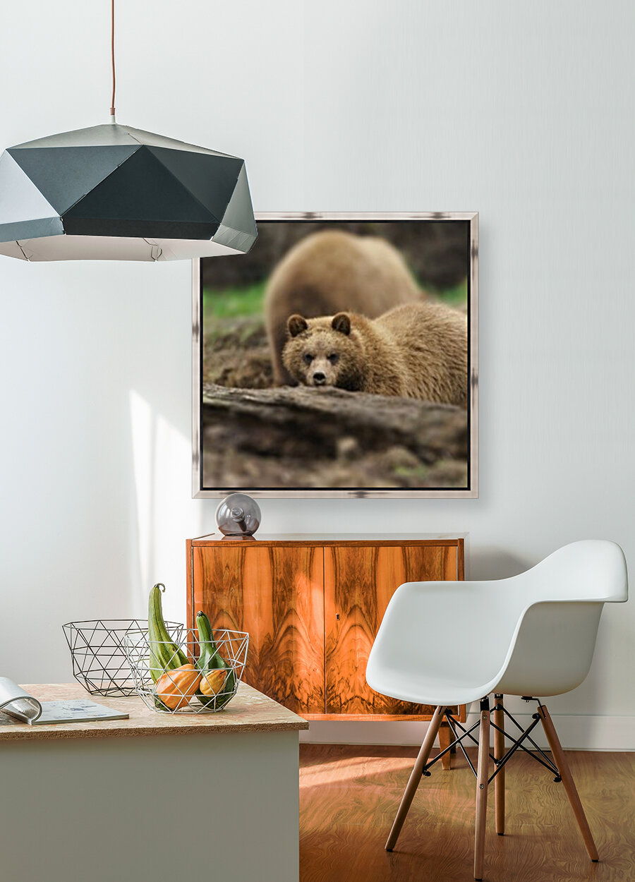 Grizzly Bear Reproduction