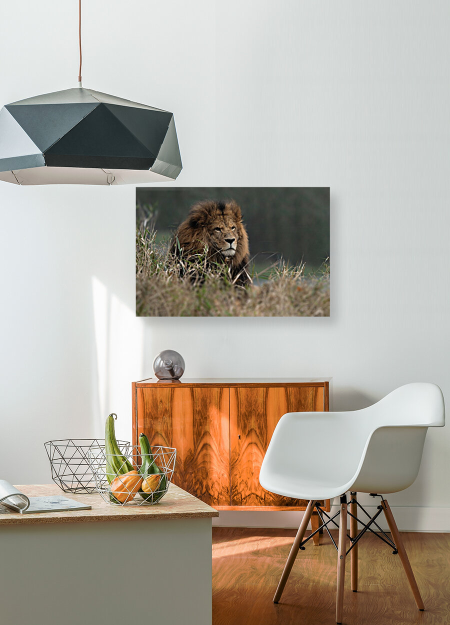 Lion Reproduction