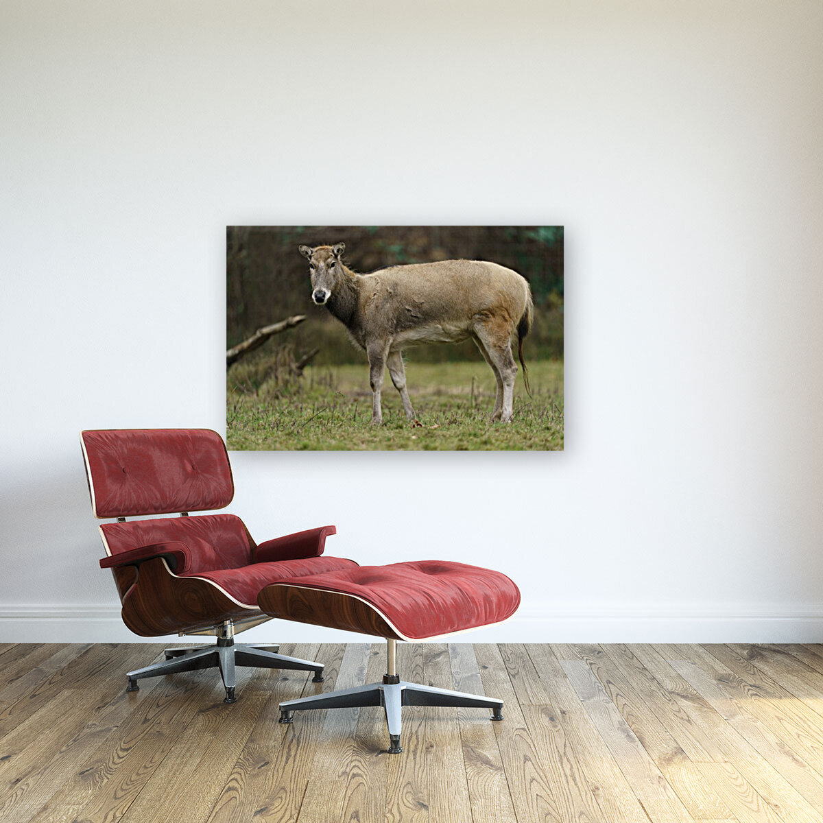Reindeer Reproduction