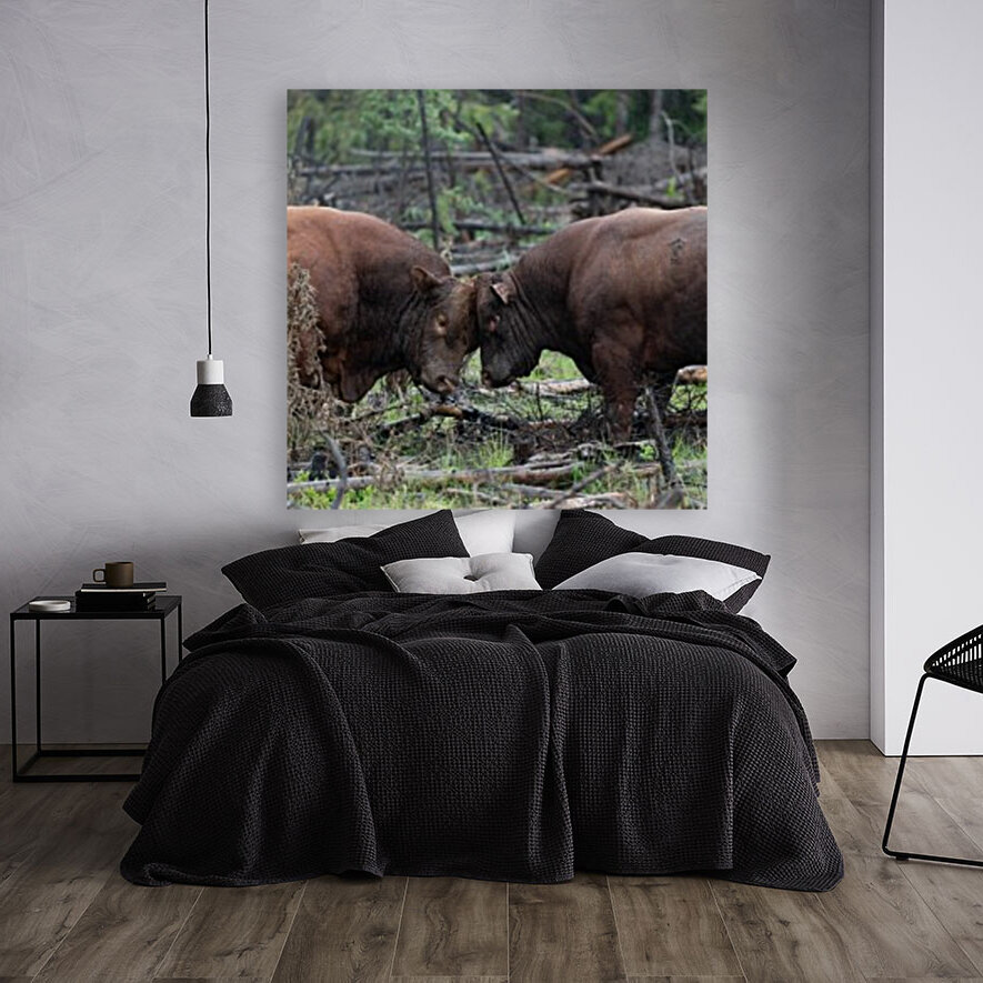 Bulls Reproduction