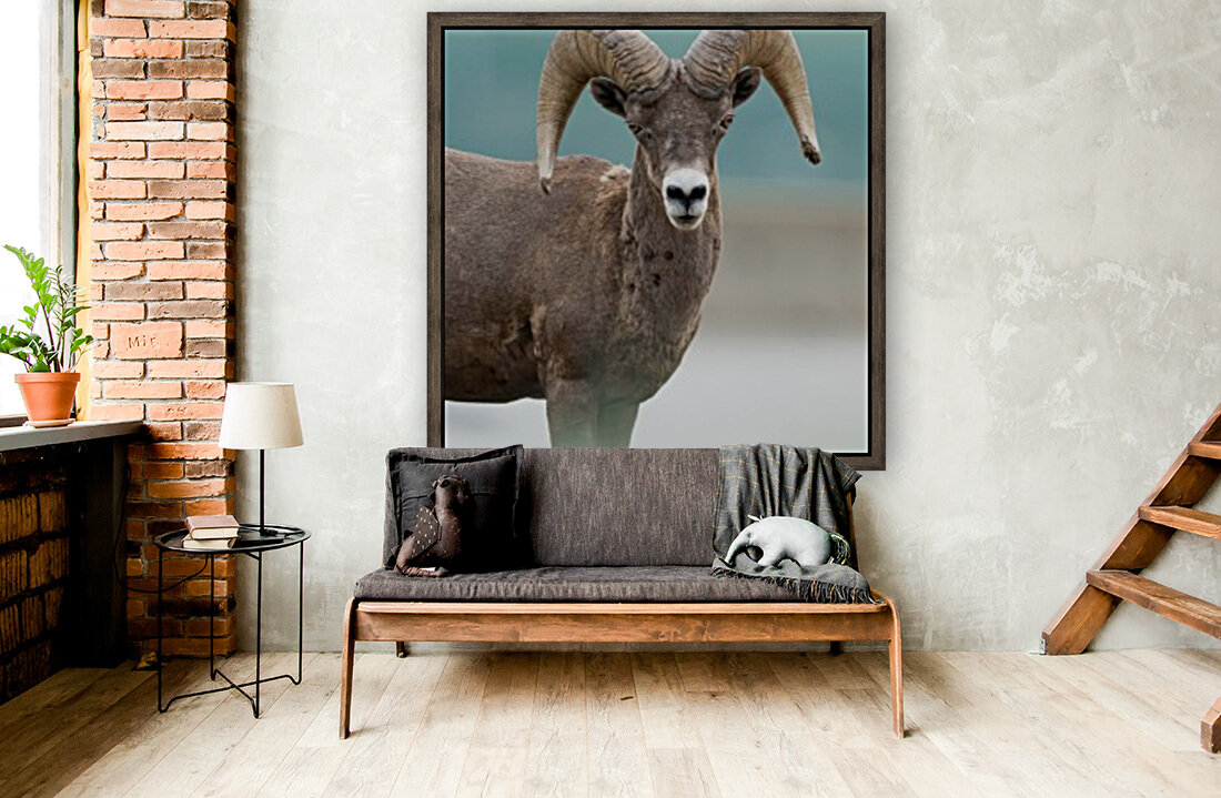 Bighorn Sheep Reproduction