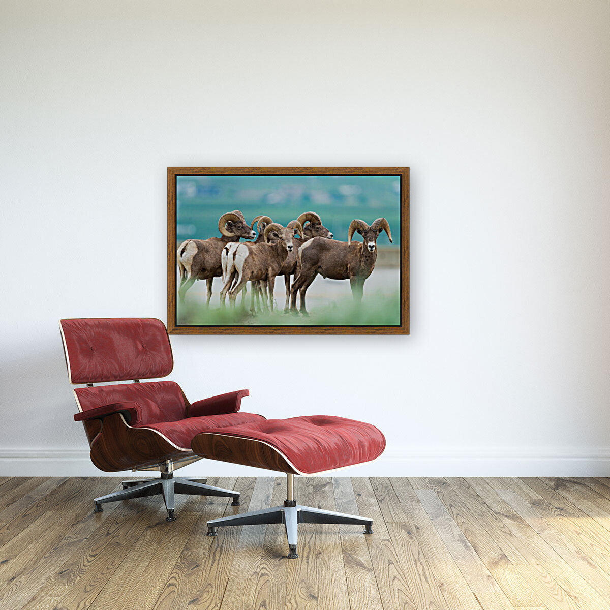 Bighorn Sheep Reproduction