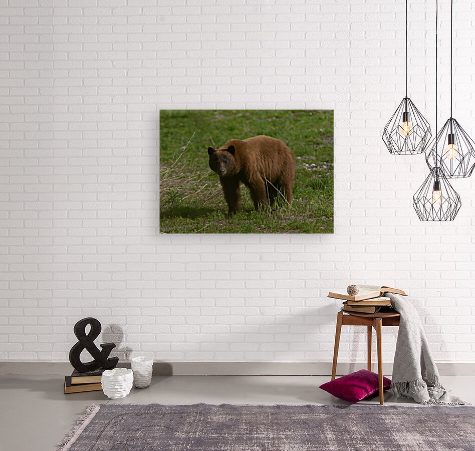 Cinnamon Black Bear Reproduction