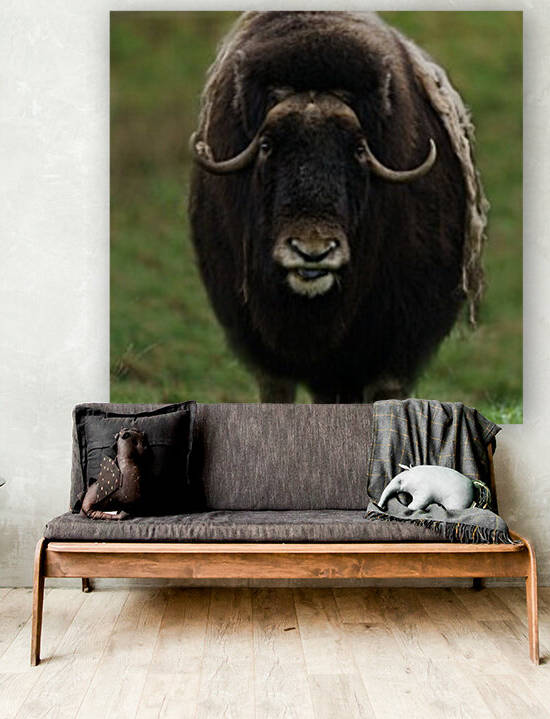 Muskox by Wesley Allen Shaw