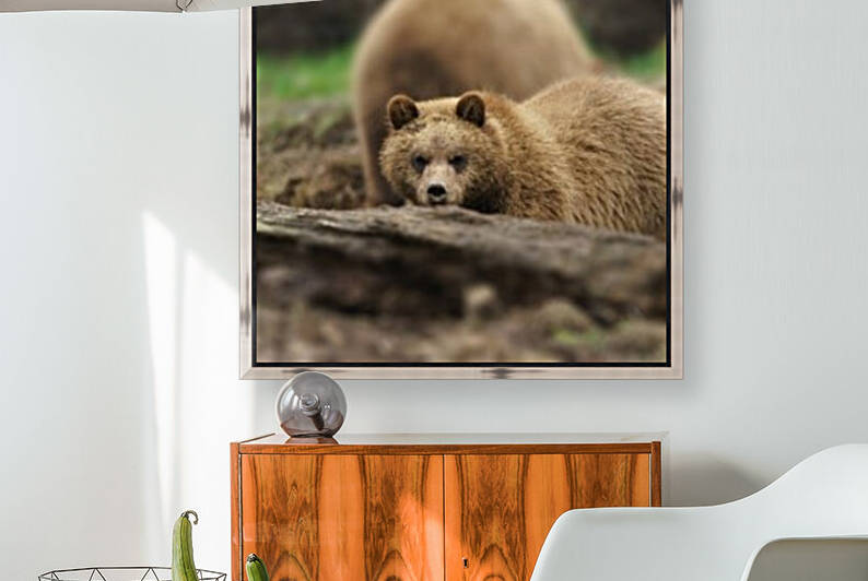 Grizzly Bear by Wesley Allen Shaw