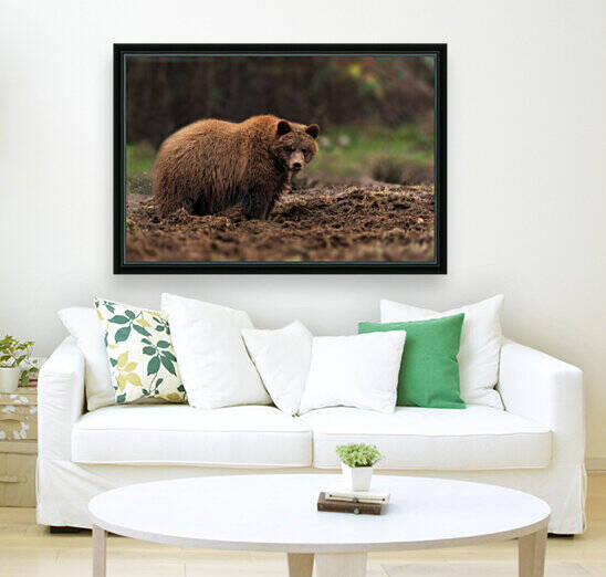 Grizzly Bear by Wesley Allen Shaw
