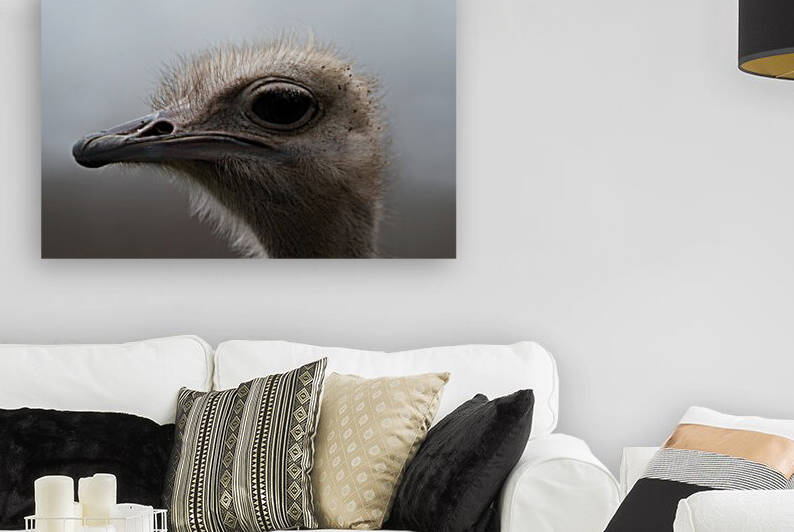 Ostrich by Wesley Allen Shaw