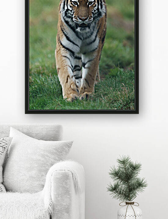 Siberian Tiger by Wesley Allen Shaw