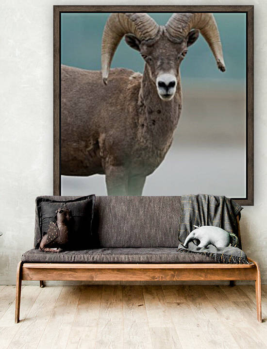 Bighorn Sheep by Wesley Allen Shaw