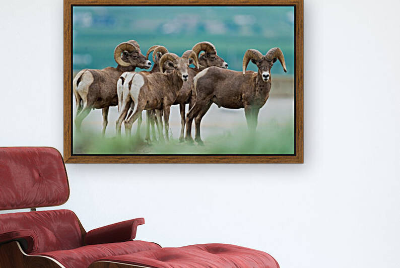 Bighorn Sheep by Wesley Allen Shaw