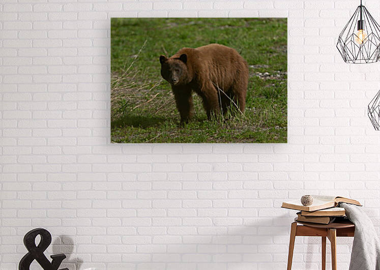 Cinnamon Black Bear Reproduction