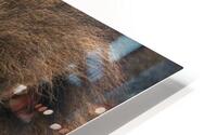 Lion HD Metal print